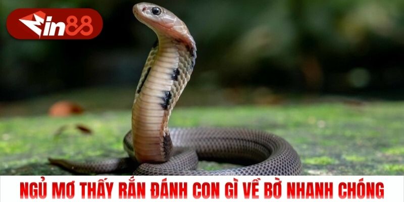 Ngủ mơ thấy rắn đánh con gì về bờ nhanh chóng