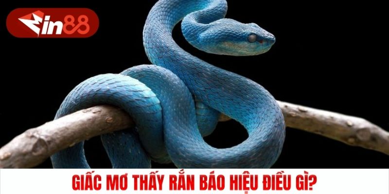 Giấc mơ thấy rắn báo hiệu điều gì?