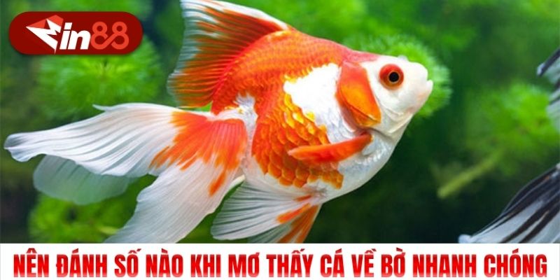 Nên đánh số nào khi mơ thấy cá về bờ nhanh chóng