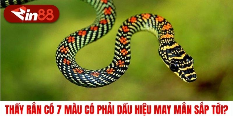Thấy rắn có 7 màu có phải dấu hiệu may mắn sắp tới?