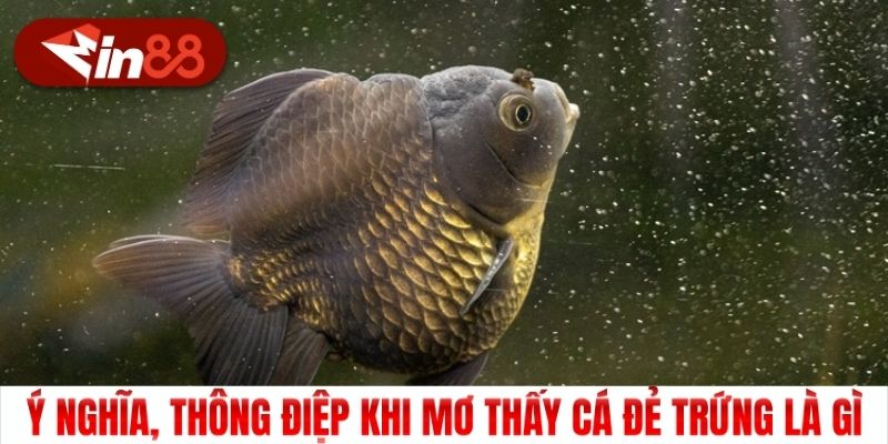 Ý nghĩa, thông điệp khi mơ thấy cá đẻ trứng là gì